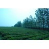 赵李桥青砖茶