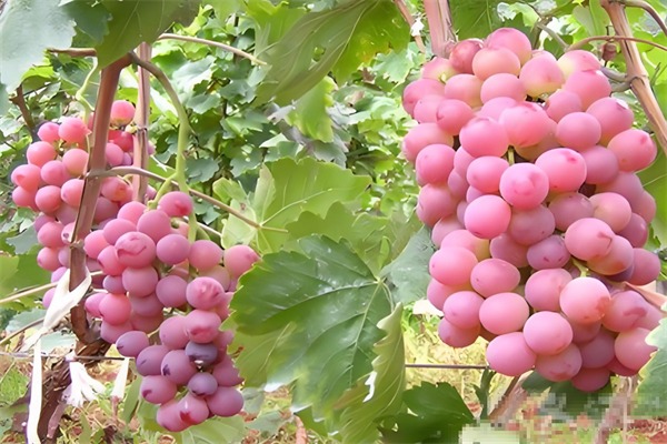 小米水果