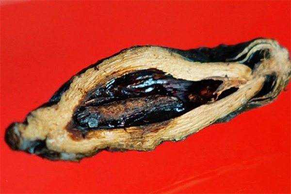 绿好食品