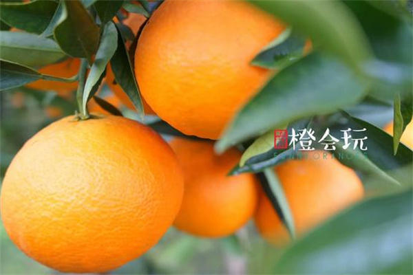 橙会玩鲜果