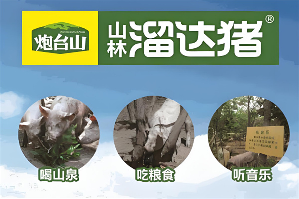 山林溜达猪
