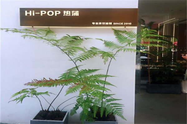热蒲茶饮