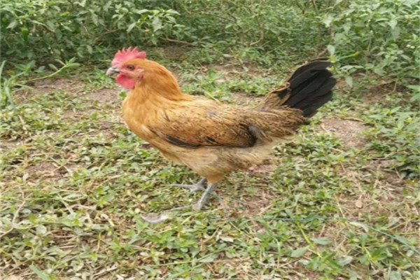 立华Lihua草鸡
