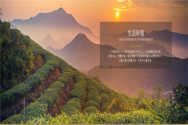 品品香白茶