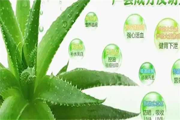 花荟芦荟 花荟芦荟