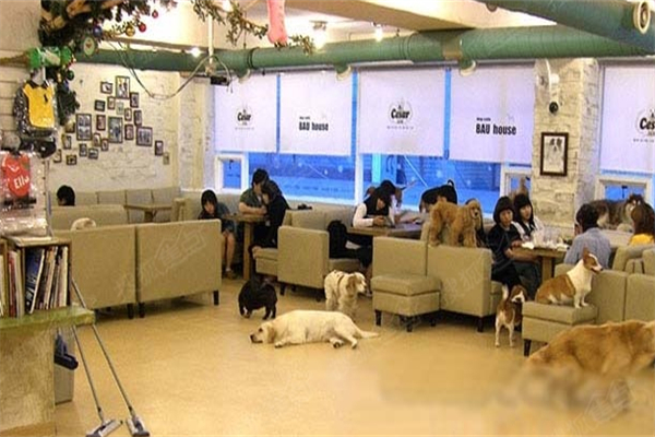 宠物咖啡店