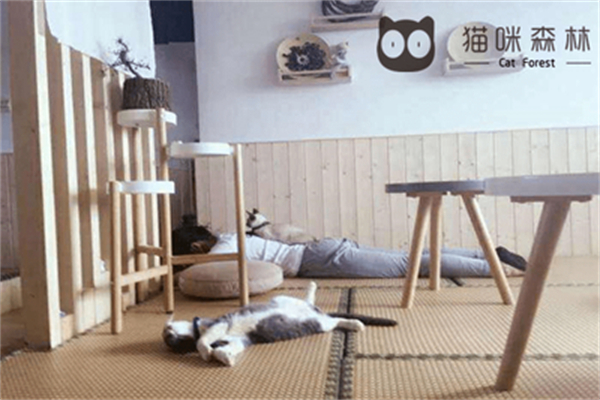猫咪森林咖啡加盟电话怎么查找?咨询快捷,号码一键获取