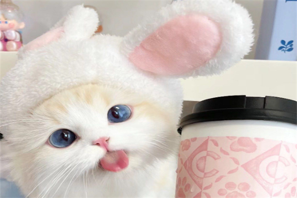 大脸猫奶茶