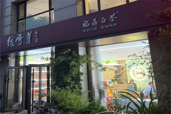 绿雪芽福鼎白茶加盟条件是什么?加盟要求精简,落地迅速