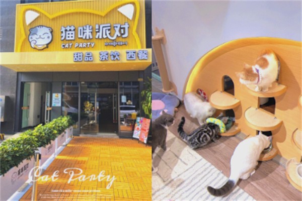 猫咪派对 猫咪派对