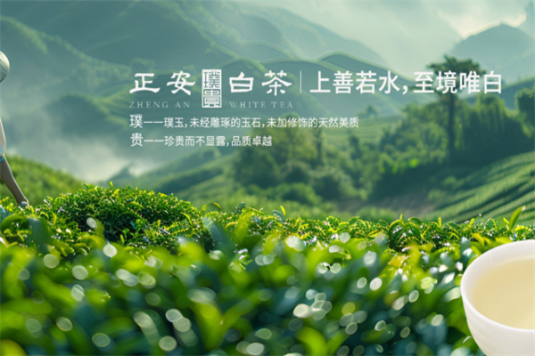 正安白茶