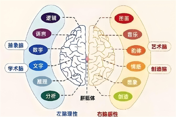 亿多星全脑开发