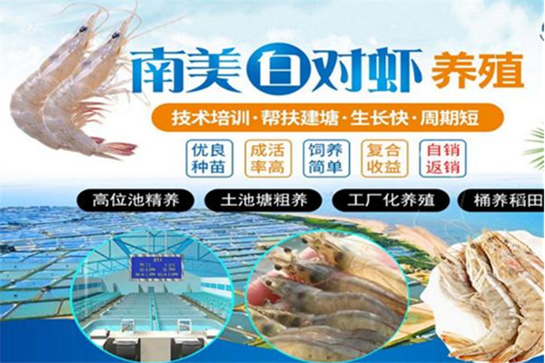 鲜流汇南美白对虾养殖