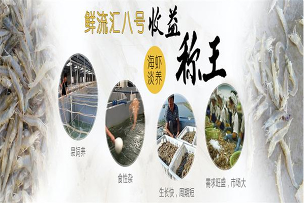 鲜流汇南美白对虾养殖