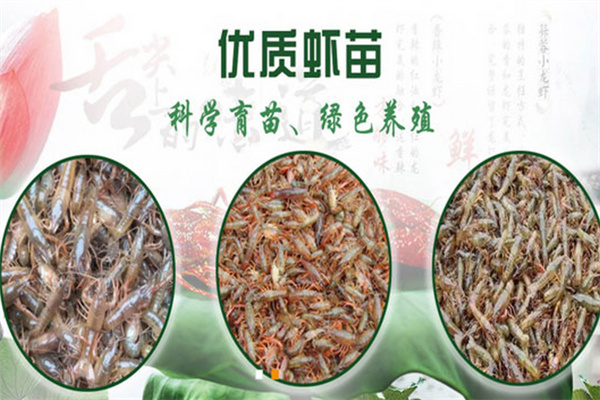 鲜流汇南美白对虾养殖