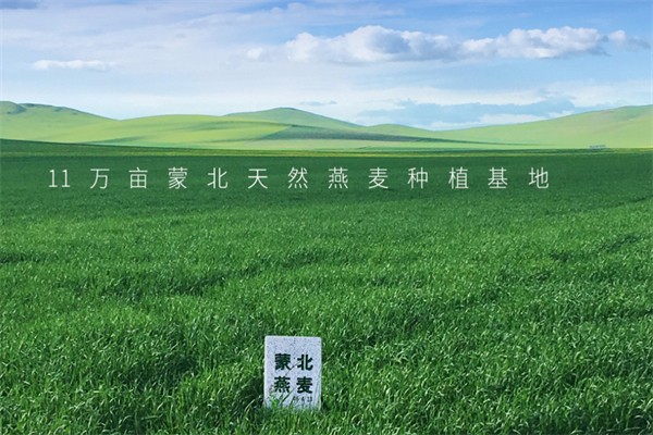 蒙北燕麦