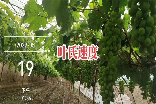 叶氏兄弟加盟