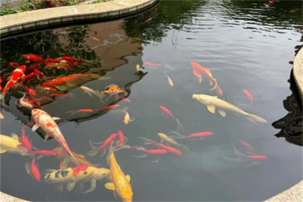 佳顺锦鲤养殖场 佳顺锦鲤养殖场