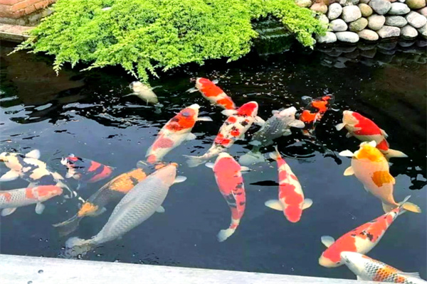 佳顺锦鲤养殖场 佳顺锦鲤养殖场