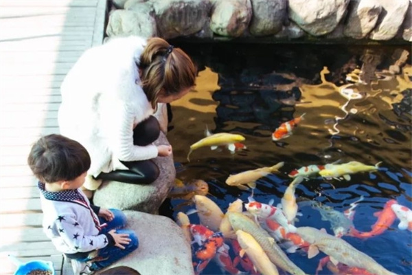 海皇星锦鲤养殖场 海皇星锦鲤养殖场