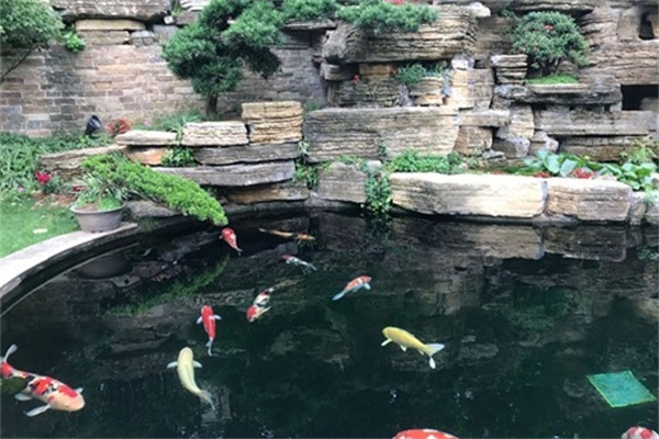 海皇星锦鲤养殖场 海皇星锦鲤养殖场