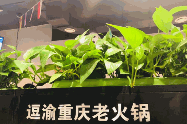 逗渝重庆老火锅 逗渝重庆老火锅