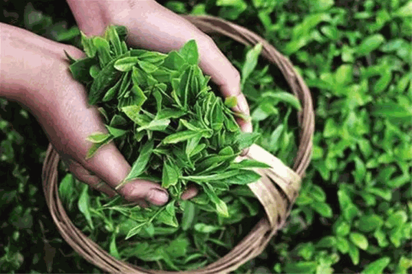 仙瘾茶