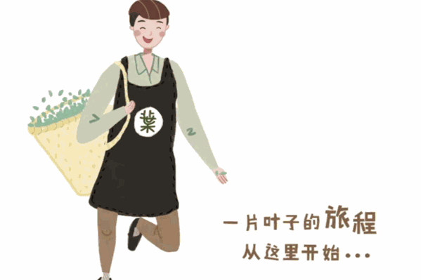 叶子与茶