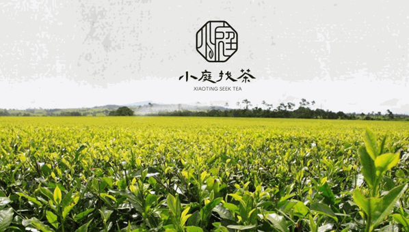 小庭找茶