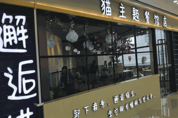 邂逅猫猫咪主题饮品店 邂逅猫猫咪主题饮品店