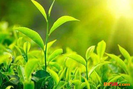 龙润茶业