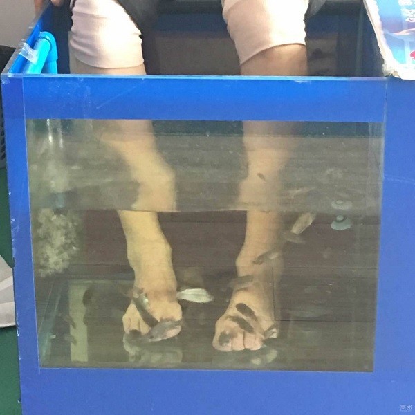 爱尚鱼