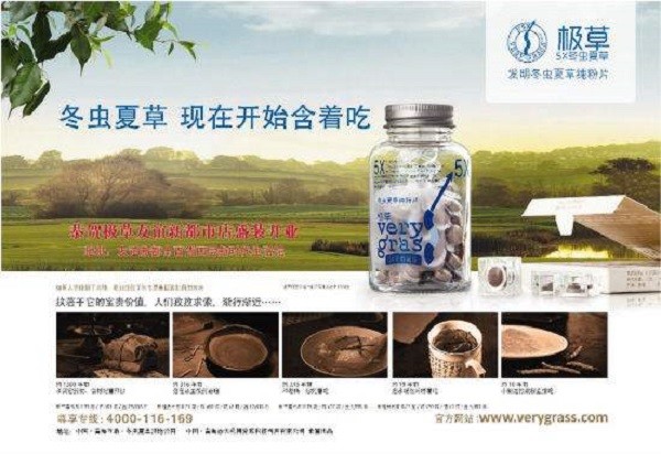 极草冬虫夏草 极草冬虫夏草